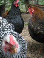 hen hackle 